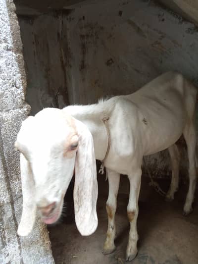 Bakra for sale urgent age 10_11 month