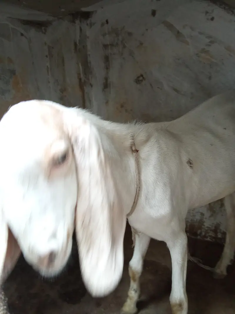 Bakra for sale urgent age 10_11 month — photo 2
