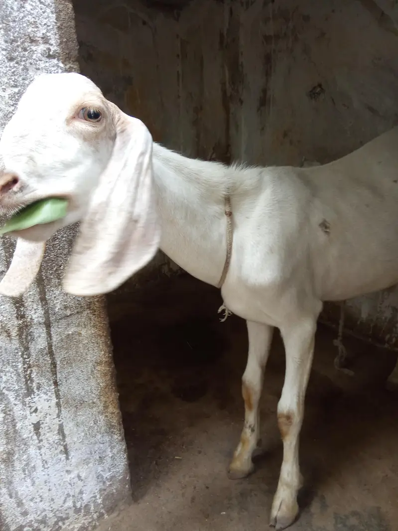 Bakra for sale urgent age 10_11 month — photo 3