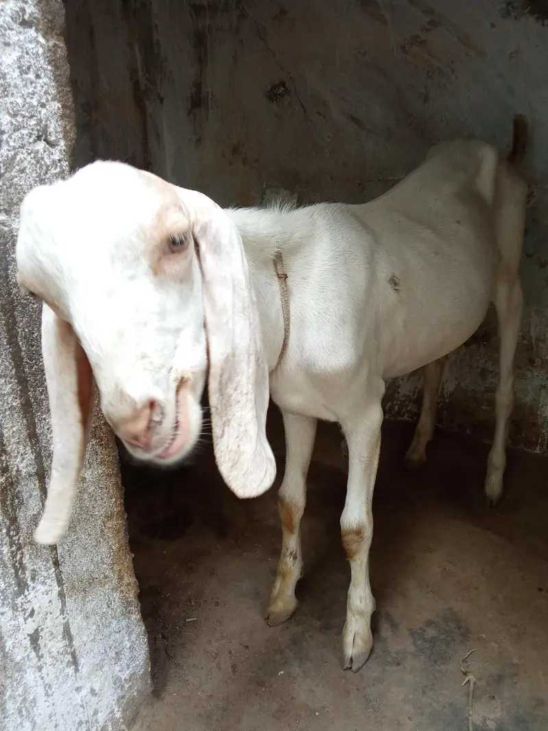 Bakra for sale urgent age 10_11 month — photo 4