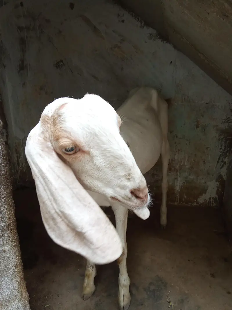 Bakra for sale urgent age 10_11 month — photo 5