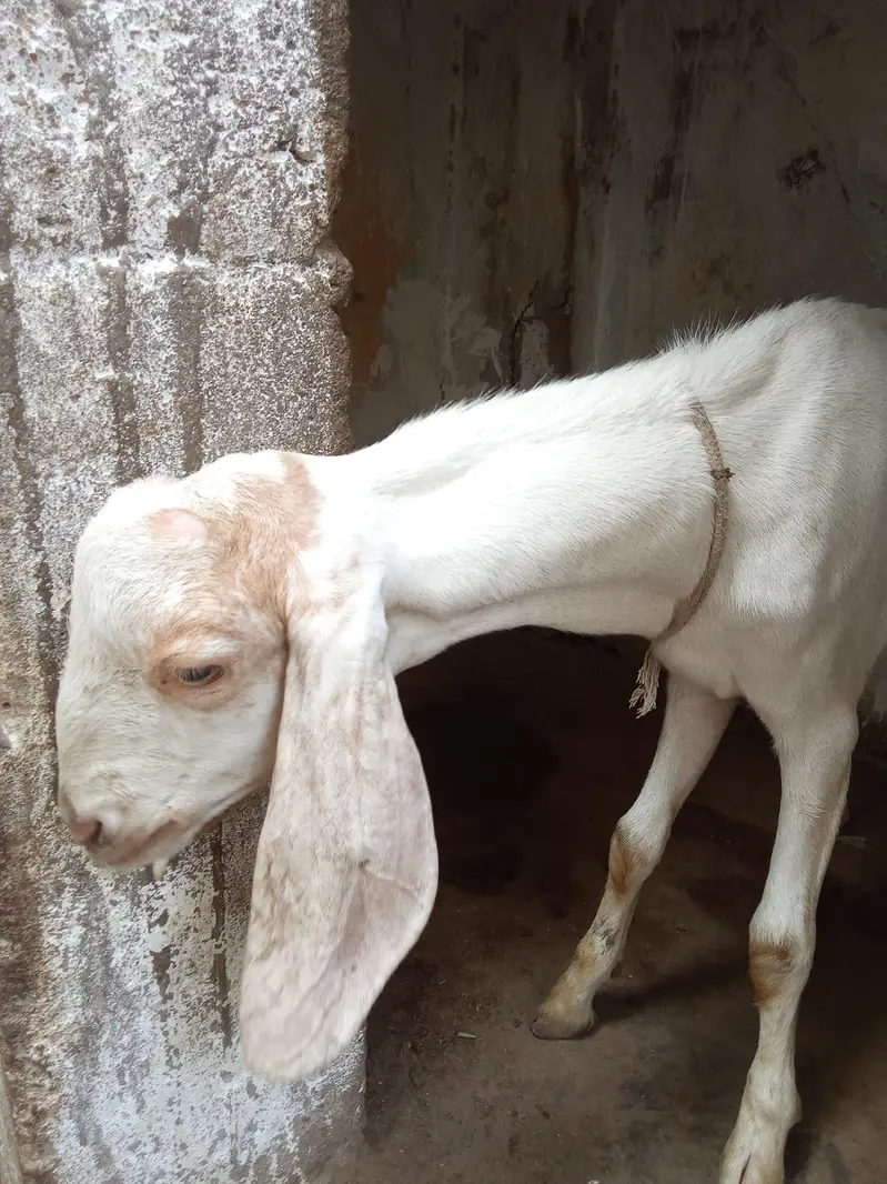 Bakra for sale urgent age 10_11 month — photo 6