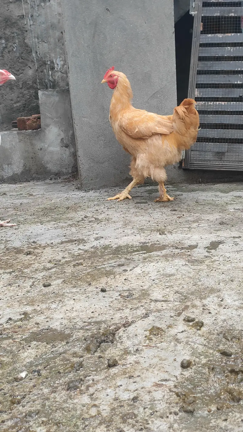 golden heavy buff — photo 2