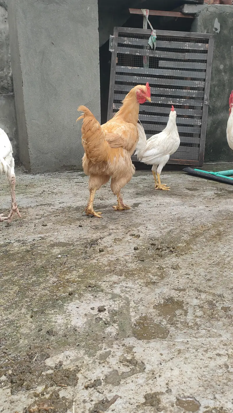 golden heavy buff — photo 5