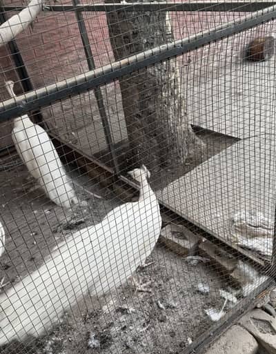 Pure white peacock breeder males