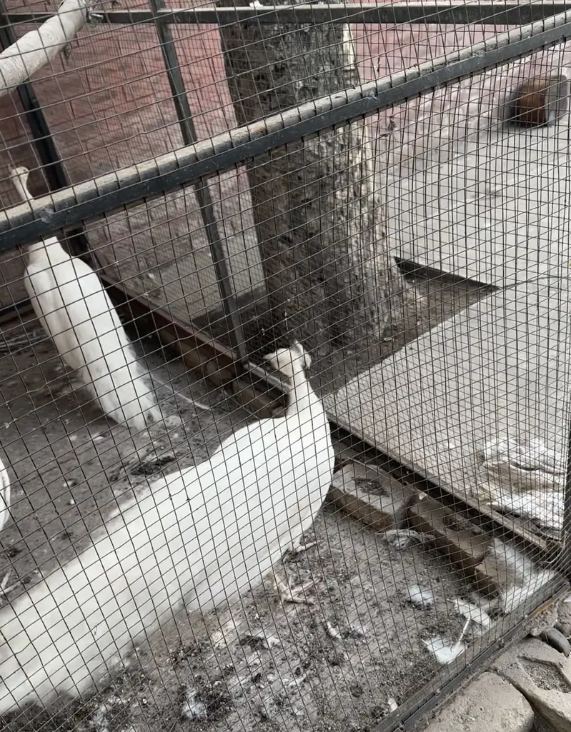 Pure white peacock breeder males