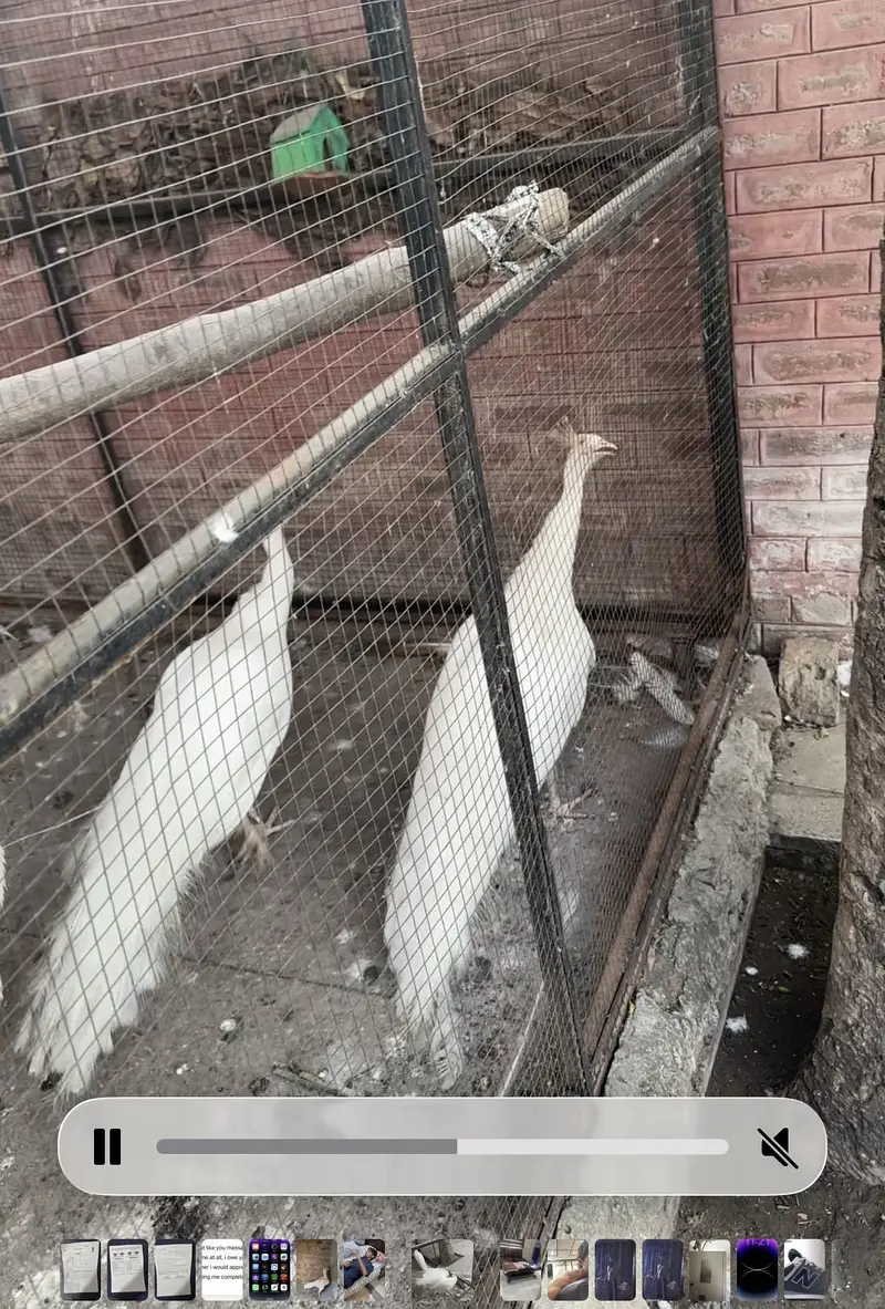 Pure white peacock breeder males — photo 2
