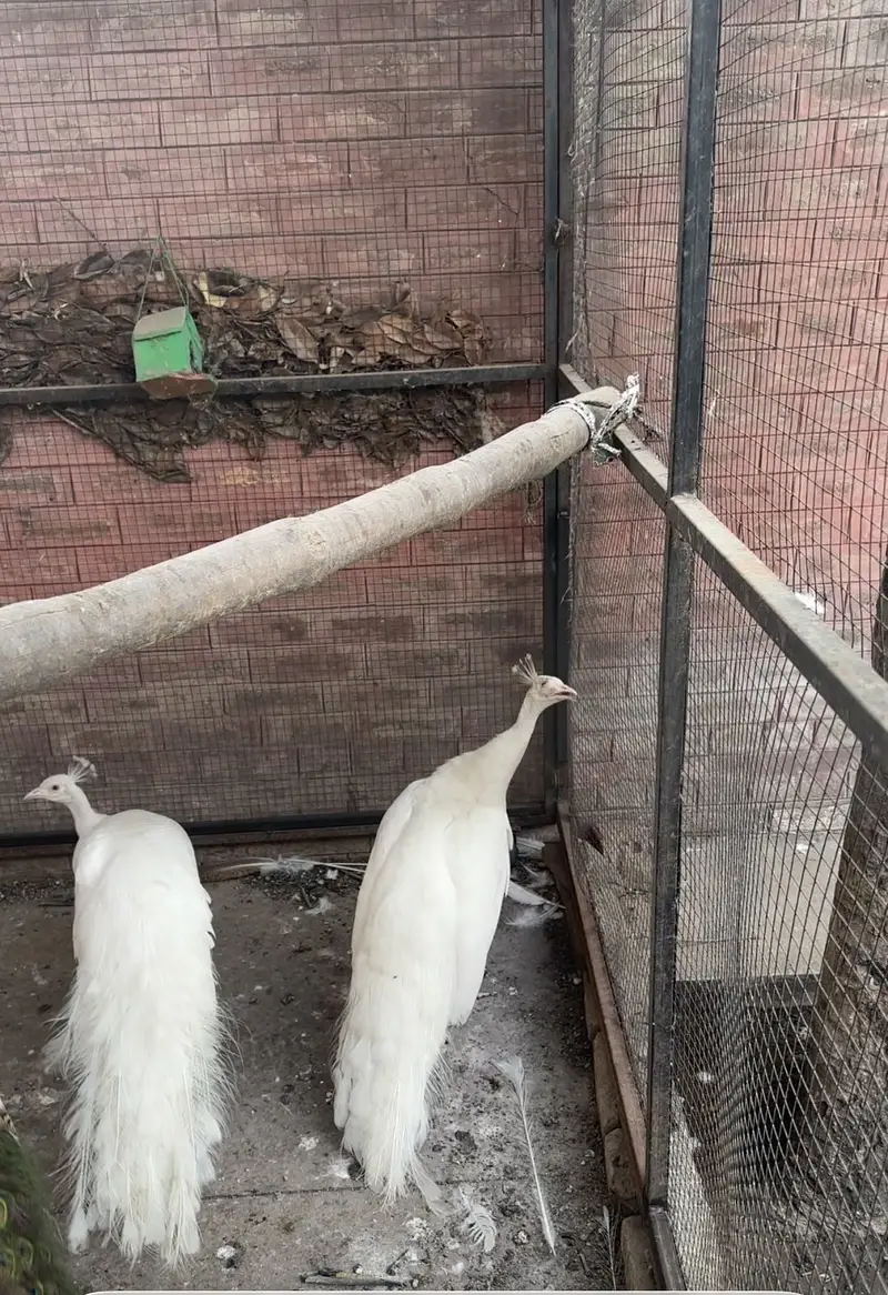 Pure white peacock breeder males — photo 3