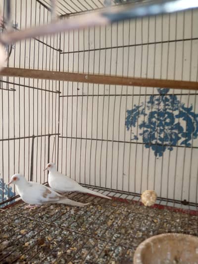 doves