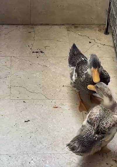 Ducks