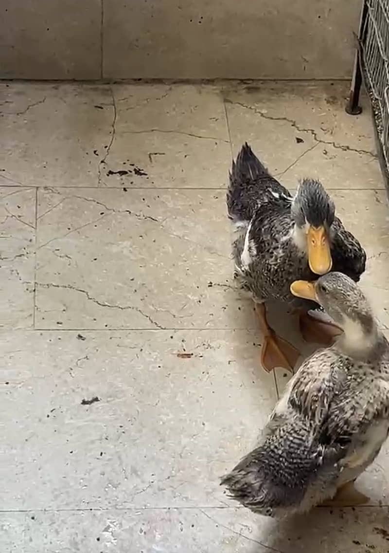 Ducks 0