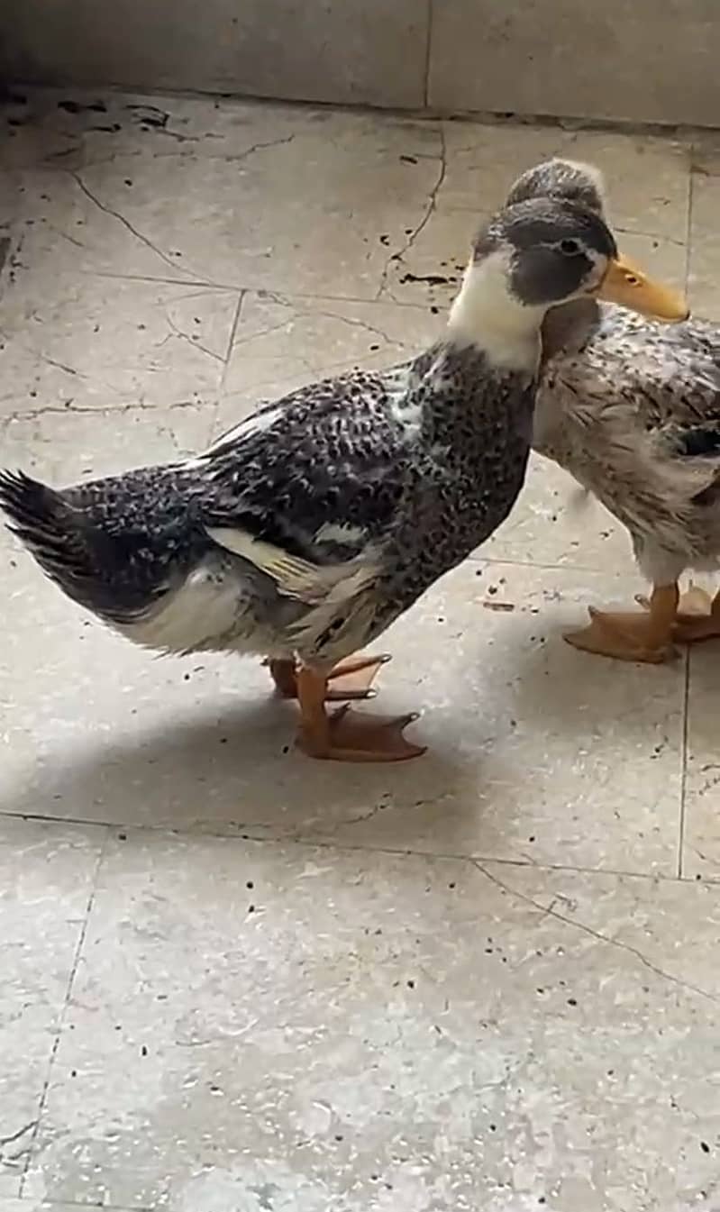 Ducks 1