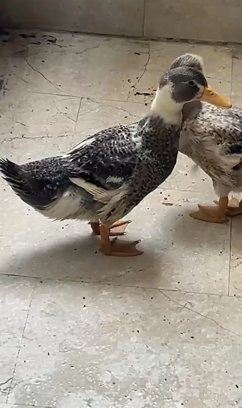 Ducks — photo 2