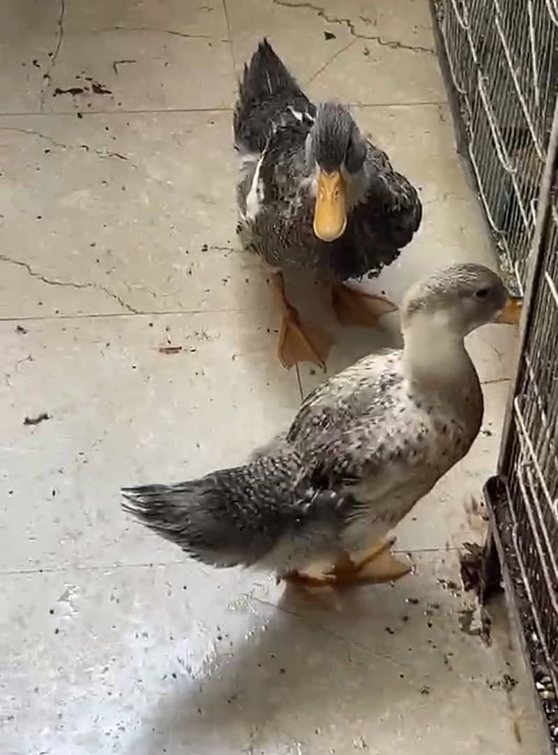 Ducks 2