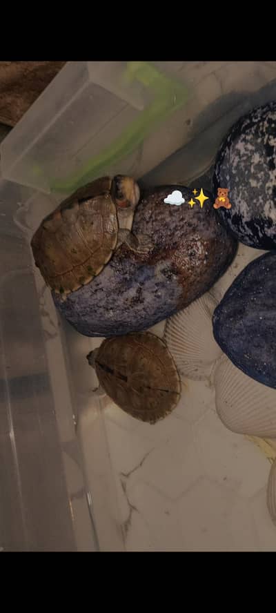 turtle 