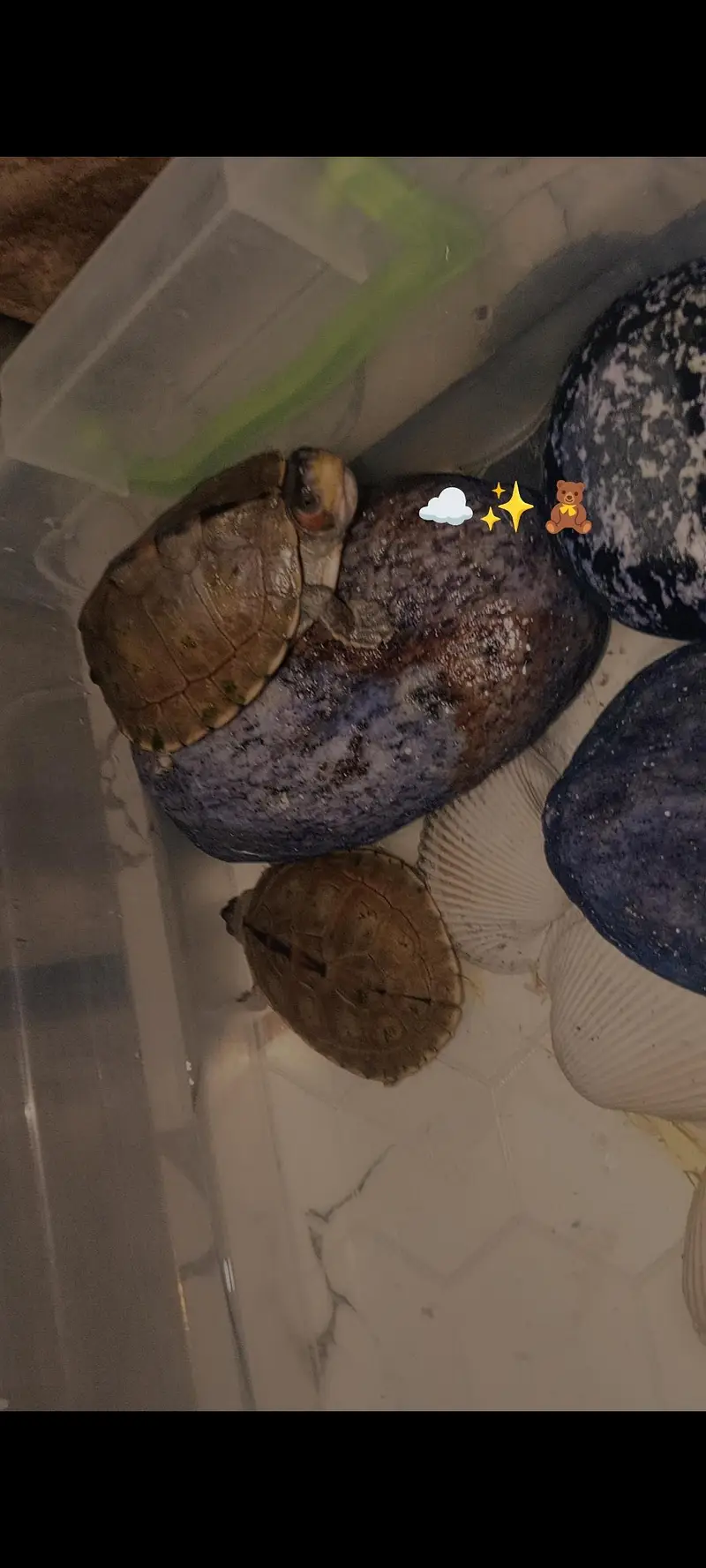 turtle 