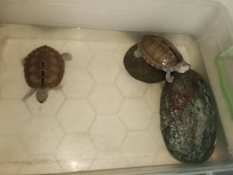turtle  1