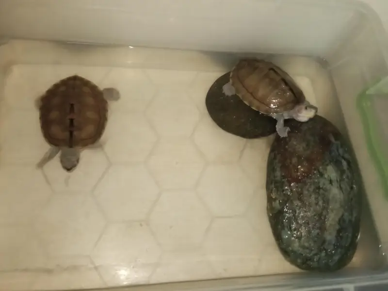 turtle  — photo 2