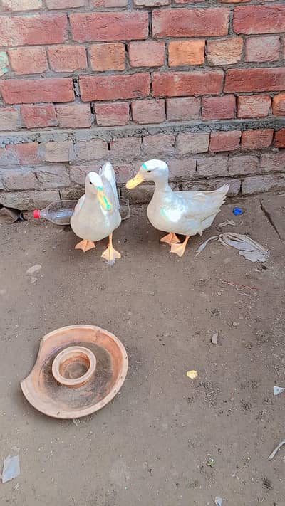 full breeders pair available hn