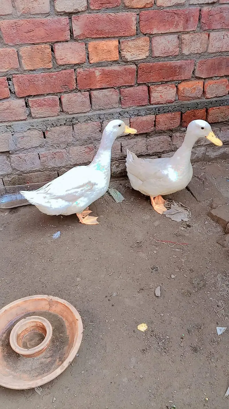 full breeders pair available hn — photo 2