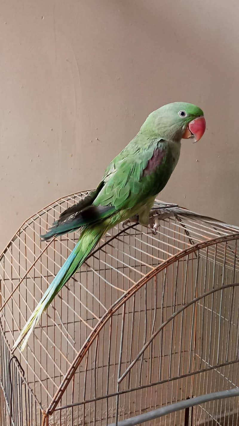 parrot 0