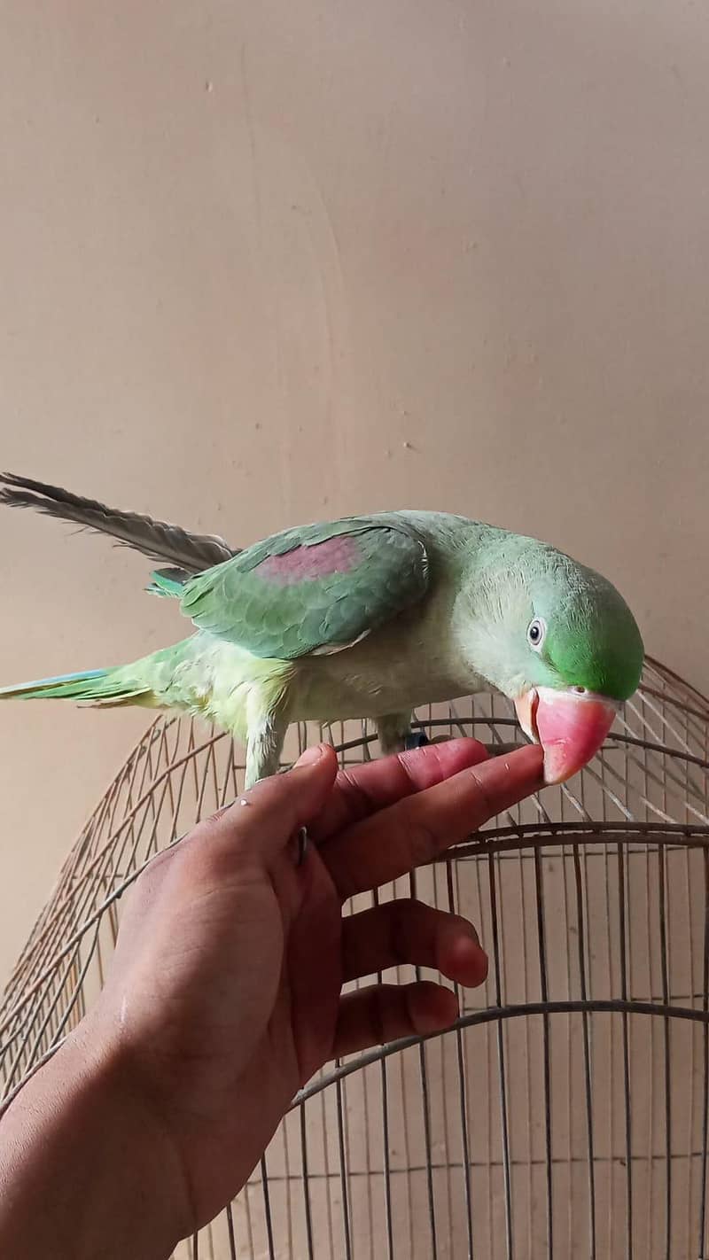 parrot 1