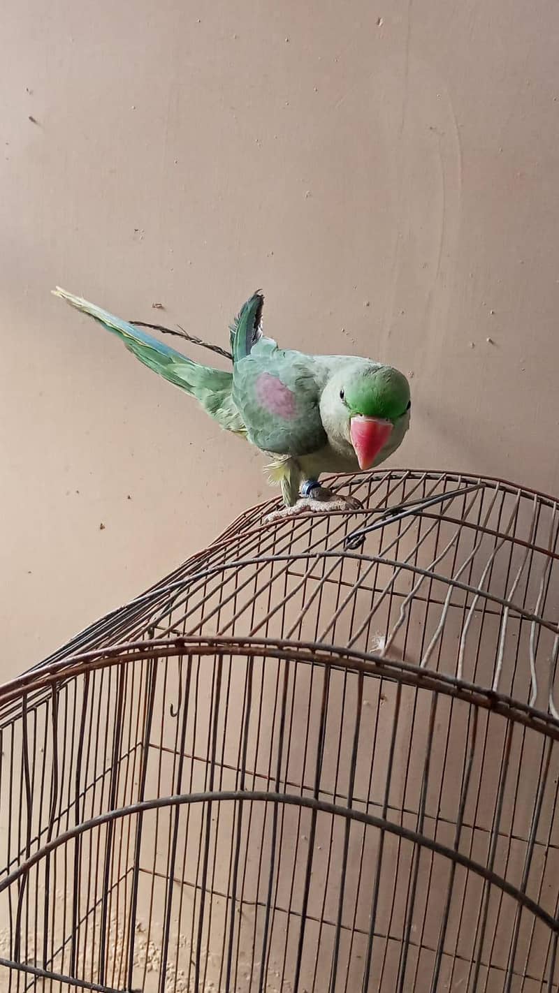 parrot 2