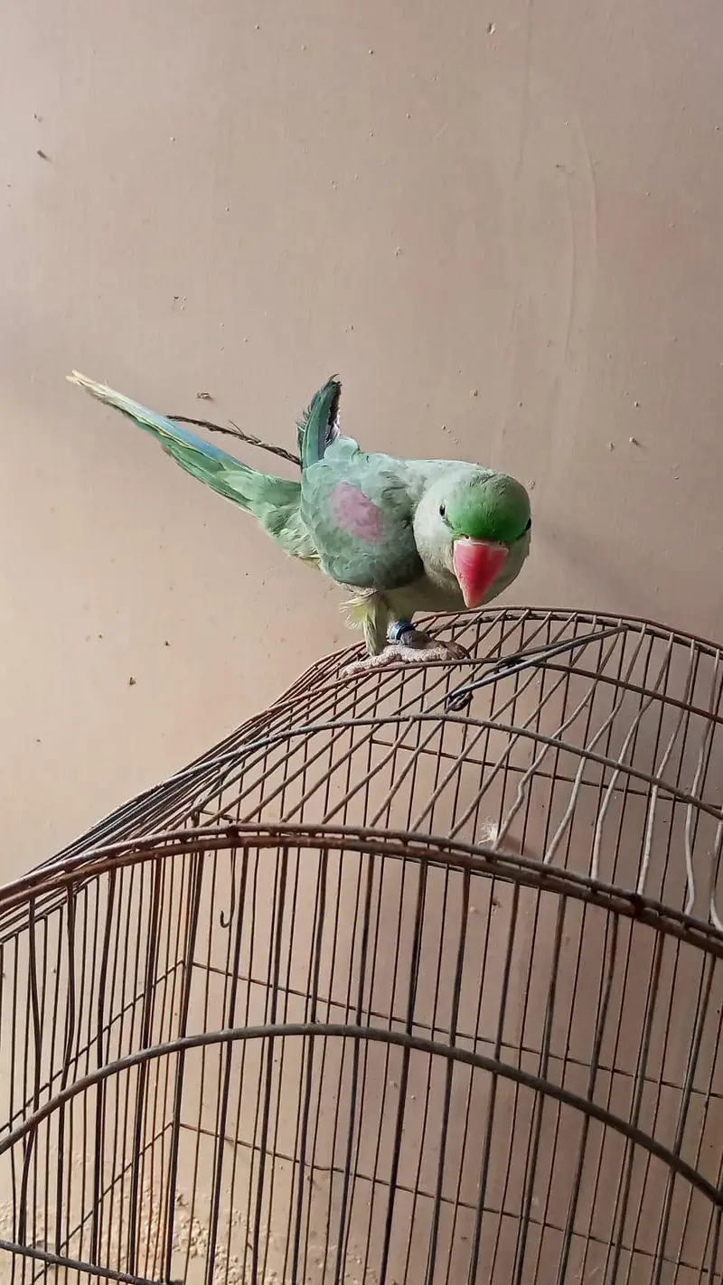 parrot — photo 3