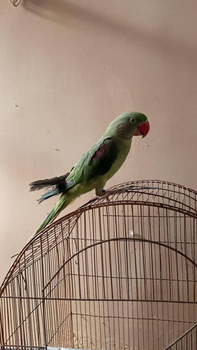 parrot 3