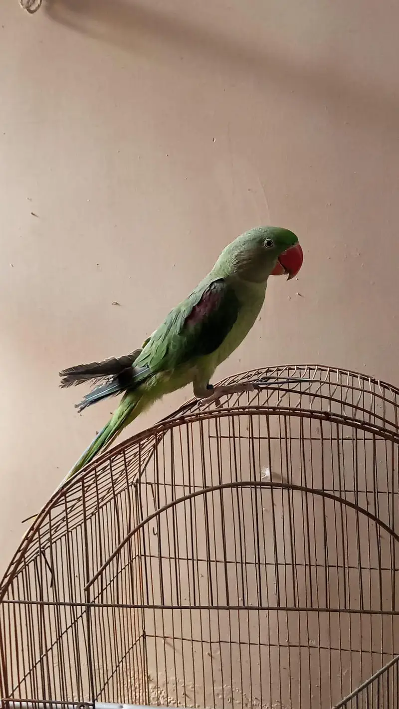 parrot — photo 4