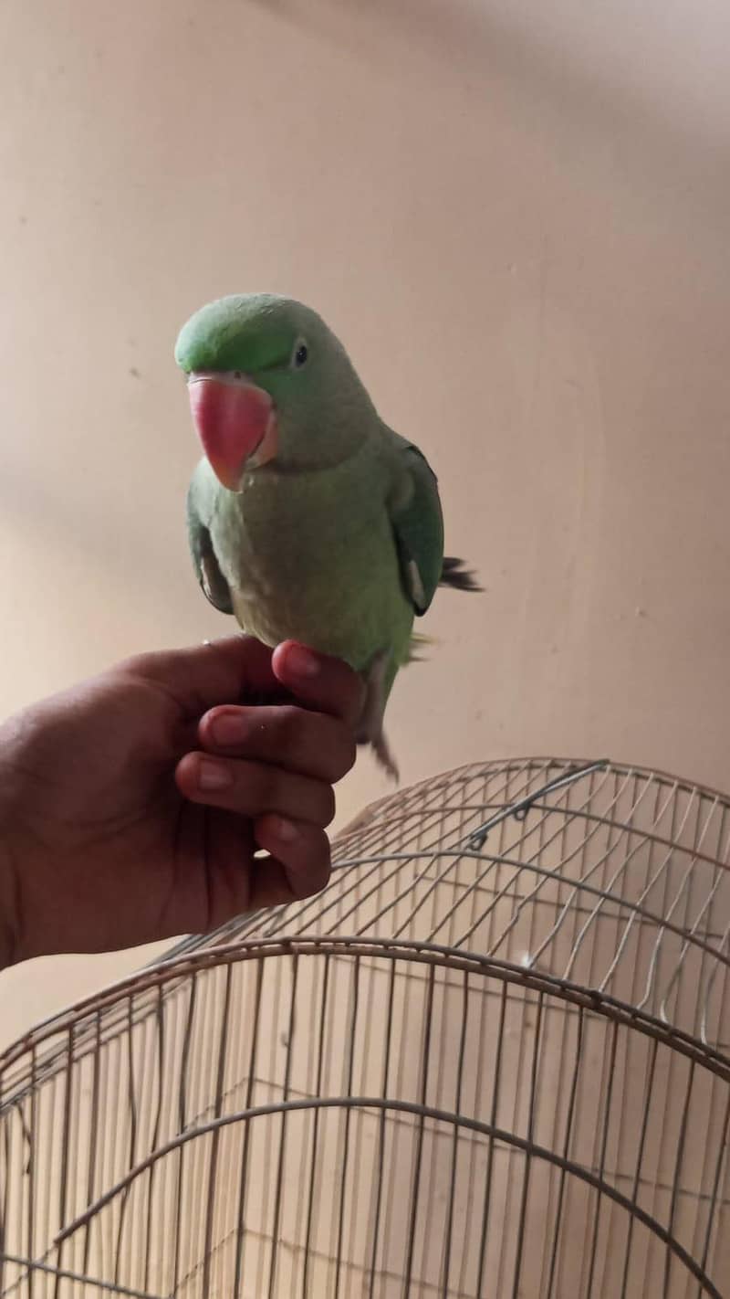 parrot 5