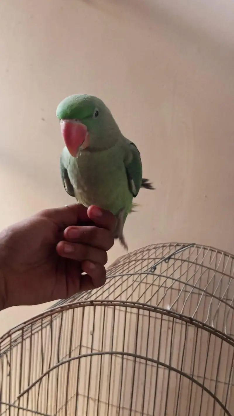 parrot — photo 6