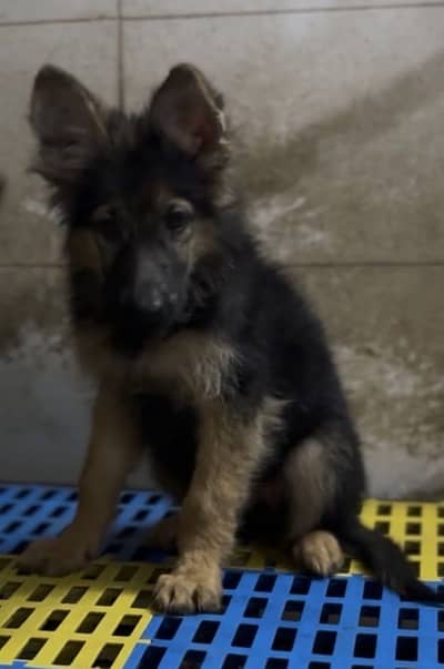 Long coat puppies German Shepherd