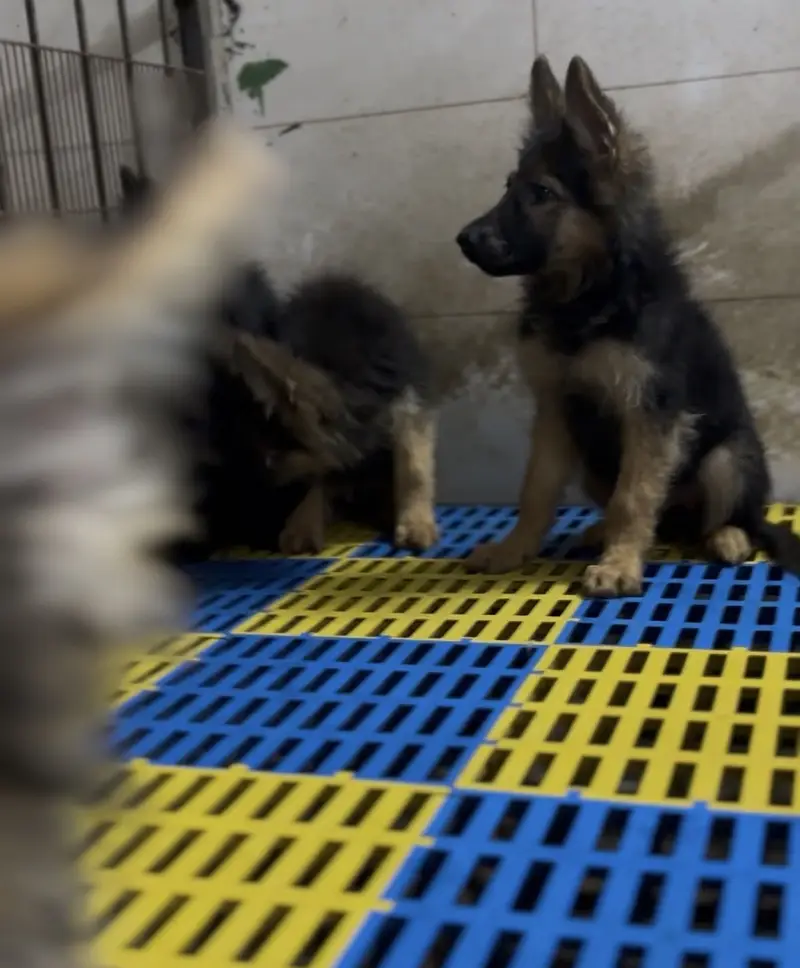 Long coat puppies German Shepherd — photo 2