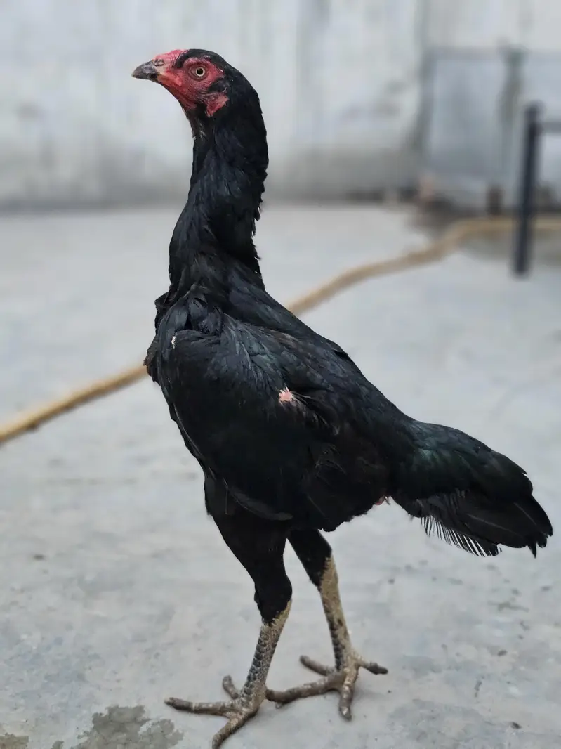 pure panus maadi | last picture pathy ki b ha — photo 4