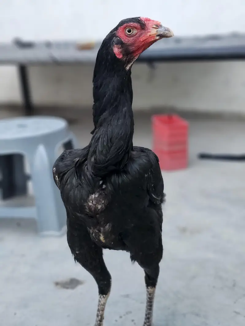 pure panus maadi | last picture pathy ki b ha — photo 5