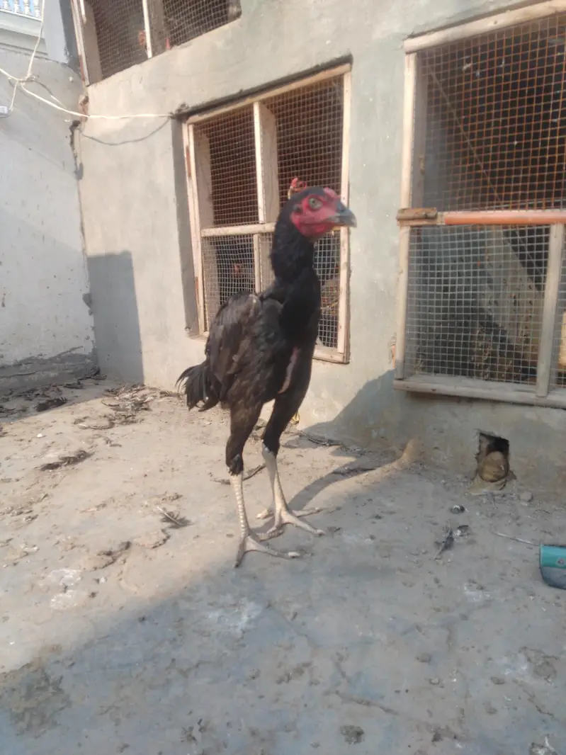 pure panus maadi | last picture pathy ki b ha — photo 6