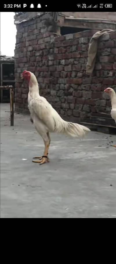white o shamo age 8 month