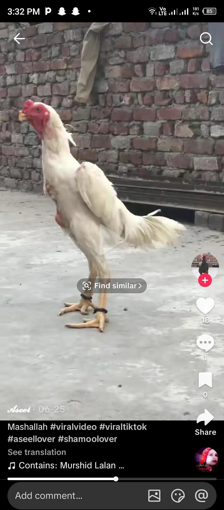 white o shamo age 8 month — photo 2