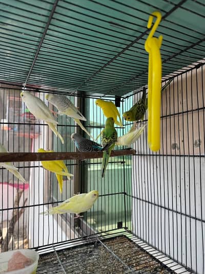 Budgie Chick and pathay