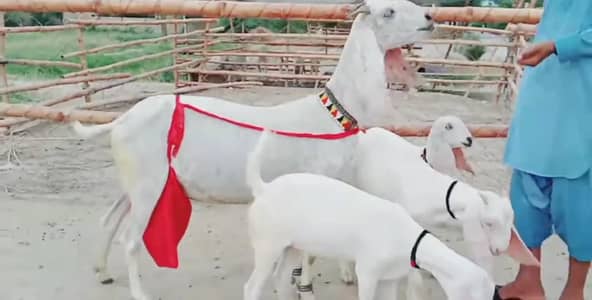 3 bacchon wali bakri for sale call me+03242213919