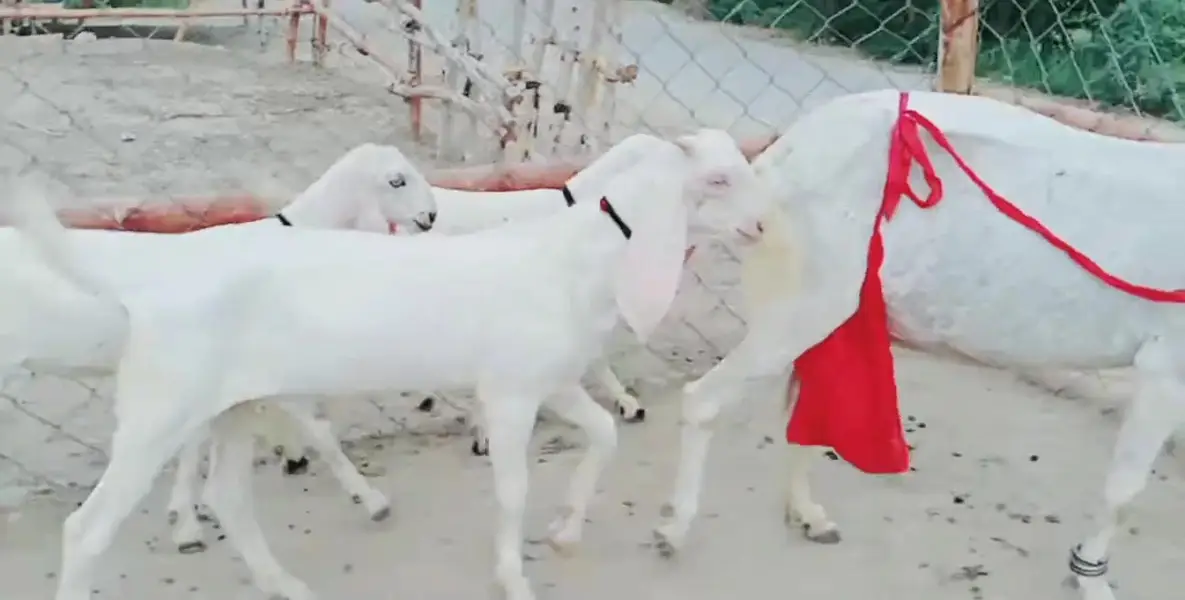 3 bacchon wali bakri for sale call me+03242213919 — photo 2