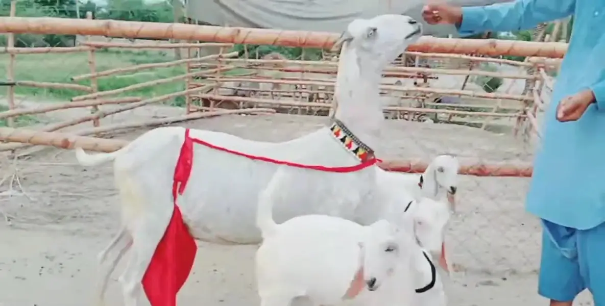 3 bacchon wali bakri for sale call me+03242213919 — photo 3