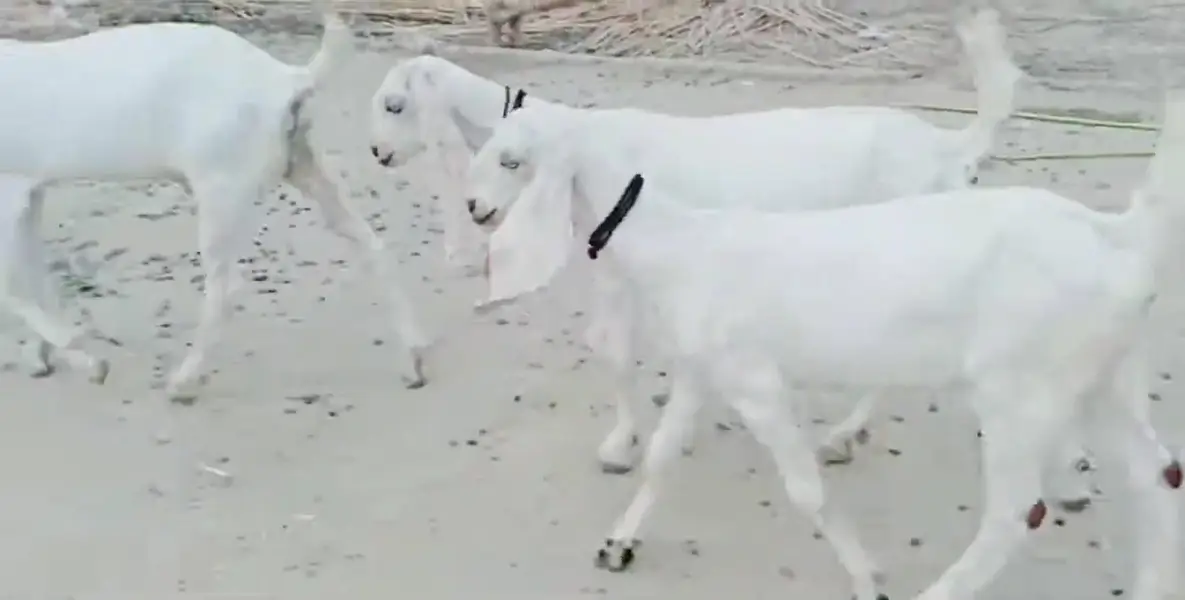 3 bacchon wali bakri for sale call me+03242213919 — photo 4