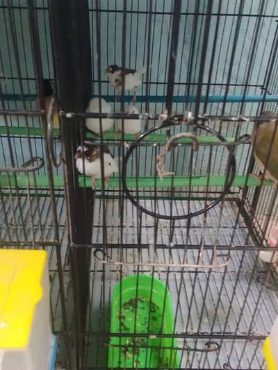 bangles finches