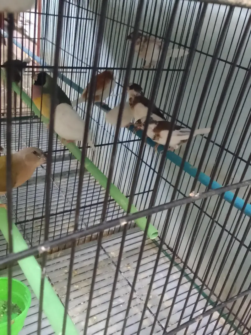 bangles finches — photo 2