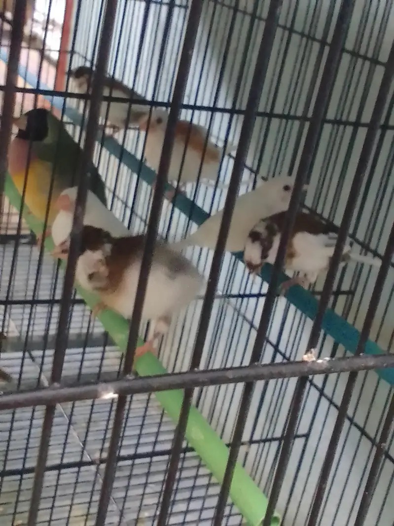 bangles finches — photo 3