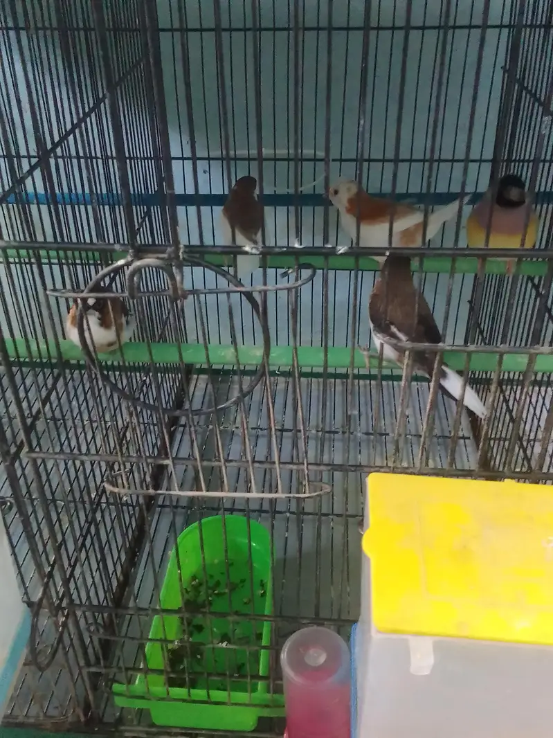 bangles finches — photo 4