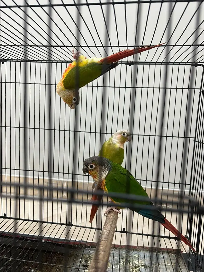 urgent sale — photo 2