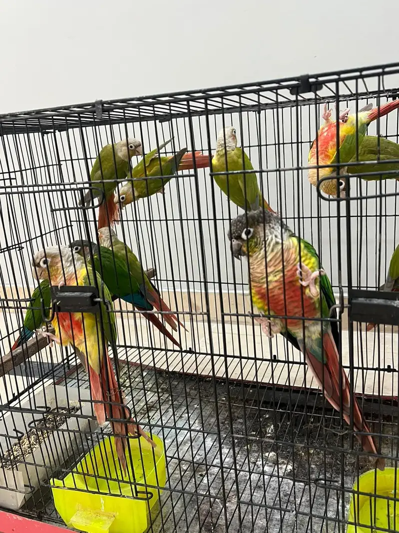 urgent sale — photo 4